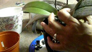 ORCHID CARE REPOTTING orchid from Moss to Bark Part 2 [upl. by Karla]