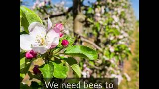 Robotic bee pollinates flowers [upl. by Emyle659]