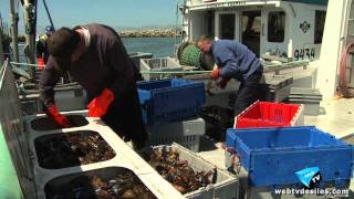 020611 Le Homard des Îles de la Madeleine [upl. by Cock]