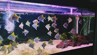 Beauty and RARE Fish Monodactylus fish feeding HD  schooling Fish  relaxing Fish [upl. by Danuloff]