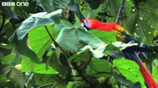 Scarlet Macaws Feed on Clay Licks Narrated by David Tennant  Earthflight  BBC One [upl. by Neill]