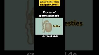 Full Process of Spermatogenesis spermatogenesis neetbiologyshort shortbiology [upl. by Ardnasak]