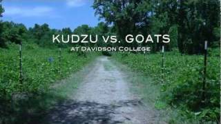 Kudzu No Problem Were bringing in the goats [upl. by Treacy]