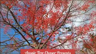 Aussie Tree Chaser  The Flame Tree Brachychiton acerifolius [upl. by Rosemari]