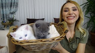 KEDİ VLOG BİR GÜN BOYUNCA 5 KEDİ BAKMAK [upl. by Sven]