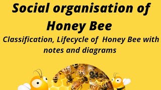 Social organisation in Honey Bee [upl. by Arman]