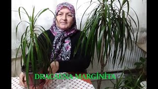 DRACAENA MARGİNATA BAKIMI VE DAL EKİMİ NASIL OLUR [upl. by Trueblood]