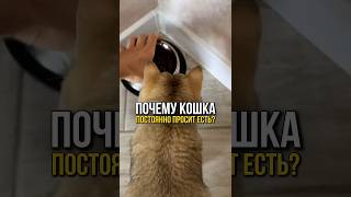 Почему кошка постоянно просит есть кошки котики коты уходзапитомцами кошка котик shorts [upl. by Siesser]