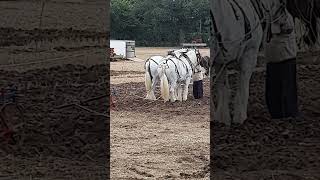 Traditional Horse Ploughing at the Forest of Arden Ploughing Match Sunday 15th September 2024 [upl. by Josias453]