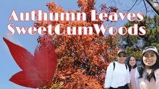 Authumn Leaves Sweet Gum Woods TaiTong Shan Yuenlong [upl. by Nocaj252]