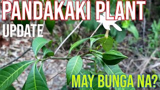 Pandakaki Plant UPDATE Tabernaemontana pandacaqui Philippine Native Plant [upl. by Donata]