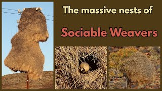 THE MASSIVE SOCIABLE WEAVER NEST  the worlds biggest communal birds nest [upl. by Fred]