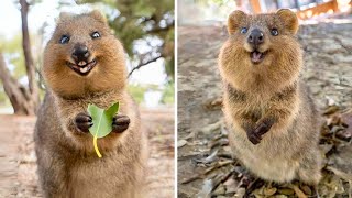 Quokka 🐿 The Happiest Animal on Earth [upl. by Nil]