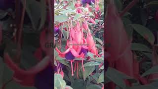 FUCHSIAS Fife Scotland 🏴󠁧󠁢󠁳󠁣󠁴󠁿 [upl. by Gere]