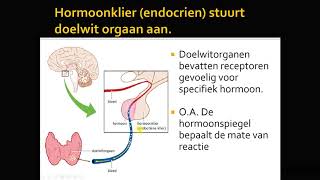 hormonale regeling basis vwo [upl. by Adnohsak]