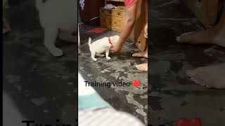 sit and handshake 😀❤️ subscribe labradorretriever puppyvideos labrador cutedog cutepuppy dogs [upl. by Reinhold]