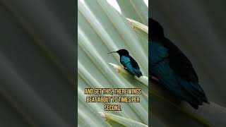 quotWatch the incredible hummingbird fly backwards in slow motion 🐦✨ Nature Hummingbird SlowMotionquot [upl. by Nikola]