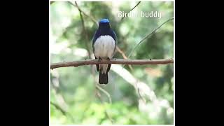 Blue and white flycatcher call [upl. by Annawad230]