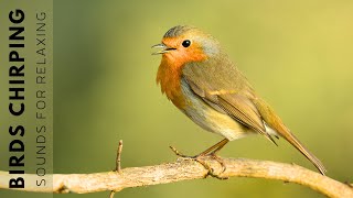 Birds Singing  11 Hour Bird Sounds Relaxation Soothing Nature Sounds Birds Chirping [upl. by Malchy]