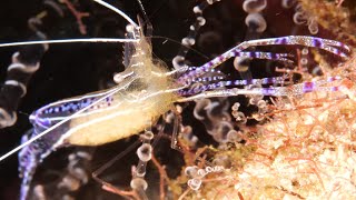 Pederson Cleaner Shrimp  with eggs 4K [upl. by Silsbye]