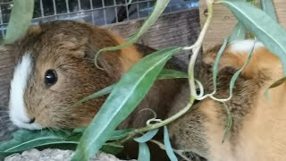 Meerschweinchen  Der Herbst und sein Nutzen  Grünschnitt bei den Meeris u in der Vogelvoliere ☺️🌿 [upl. by Georg344]