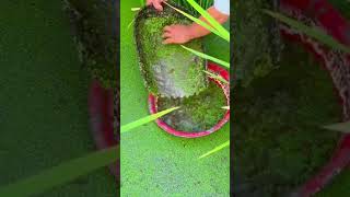 Village Fish catching video outdoors fishing CSPRANTO [upl. by Assilim]