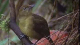 Animal Behaviour of the Australian bowerbird  David Attenborough  BBC wildlife [upl. by Winna]