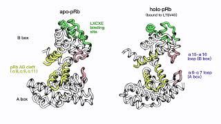 Primary movement of retinoblastoma protein in both its apo and holo forms [upl. by Vinna]