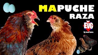 La Gallina Mapuche o Araucana  Una Raza poco común [upl. by Tonnie]