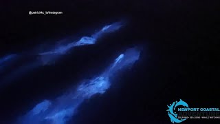 Dolphins swim in bioluminescent waves in Newport Beach [upl. by Alemaj]