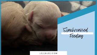 Newborn Cavapoochon Puppies Synchronised Feeding 🐶 [upl. by Goodson]