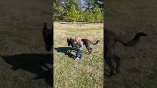 Farm boy and herding dog farm farmlife farmboy herdingdog dutchshepherd countrylife texaslife [upl. by Iteerp]