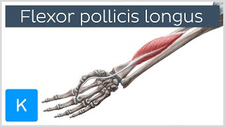 Flexor pollicis longus muscle  Origin Insertion Innervation amp Function  Anatomy  Kenhub [upl. by Nwahsiek]