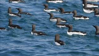 Common Murres and Razorbills in Iceland [upl. by Eenolem441]