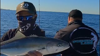 Bonito fishing in the middle of winter  23 Daiwa Saltiga  Sydney offshore fishing [upl. by Eisteb876]