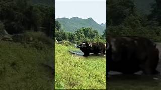 Epic Showdown Lion Ambushes Buffalo in Water  What Happens Next Will Shock You [upl. by Dove]