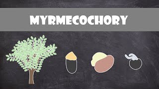 Myrmecochory  Seed Dispersal by Ants  Entomology  Plant Biology [upl. by Yatnoj]