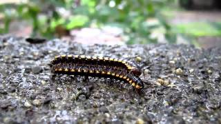 Millipedes mating and feeding [upl. by Tessi165]