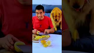 funny dog funnyvideo 😂😂😂 [upl. by Stalker170]