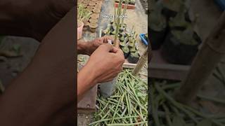 how to graft adenium plant  adenium propogration easy method [upl. by Nidorf]