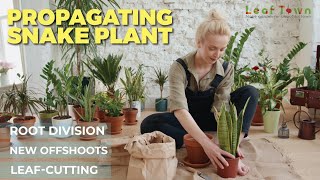 Propagating Snake Plant  Sansevieria Plant  Snake Plant propagation [upl. by Eedrahs519]