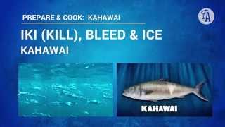 How to iki kill bleed and ice down a kahawai [upl. by Day709]