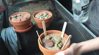 Watering Lithops Part 3 of 4 [upl. by Charis85]