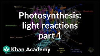 Photosynthesis Light Reactions 1 [upl. by Nylitsirk]