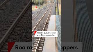 Kangaroos hop through Kingswood station [upl. by Corkhill]