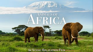 Animals of Africa 4K  Scenic Relaxation Film With Calming Music [upl. by Edlitam]