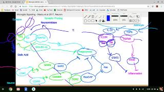 Microglia Lecture [upl. by Niraj]