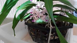 Aerides falcata opens up her fragrant blooms [upl. by Alebasi]