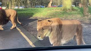 Knowsley Safari Park Drive Safari [upl. by Aneej]