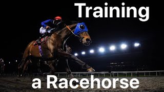 Training a racehorse POV Taking a racehorse for exercise on the gallops from start to finish [upl. by Wailoo]